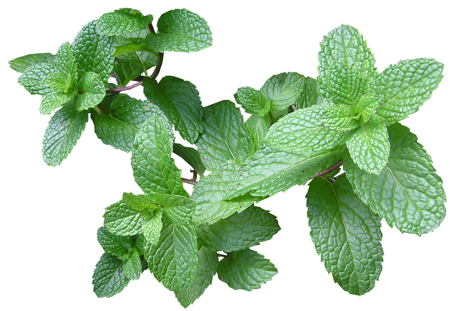Fresh Mint