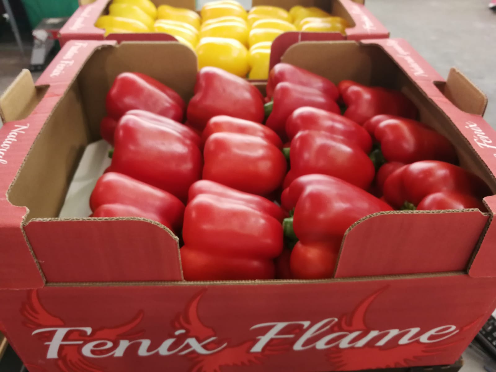 Caja de pimientos frescos y de alta calidad exportados desde España, verduras premium